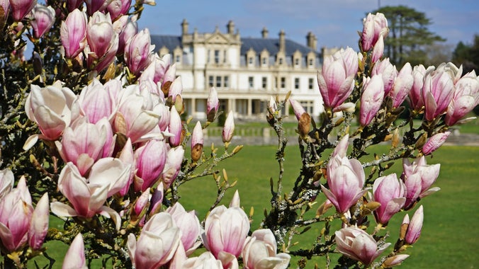 Best places to see Magnolia in Cardiff and South Wales, Dyffryn Gardens, Vale of Glamorgan